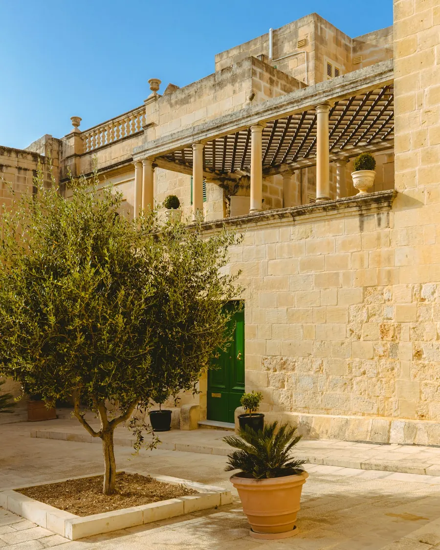 An olive tree in a limestone courtyard beside terracotta pots and a green shutter.
